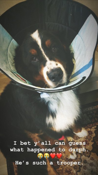 tori roloffs dog murphy with a cone on his head
